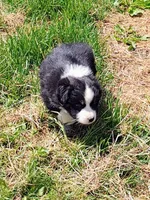 Rocky , a male Miniature American Shepherd for sale in Spencer, IN – Photo 2 of 8