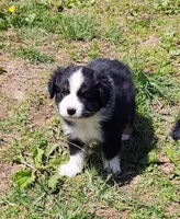 Rocky , a male Miniature American Shepherd for sale in Spencer, IN – Photo 7 of 8