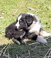 Rocky , a male Miniature American Shepherd for sale in Spencer, IN – Photo 4 of 8