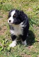 Rocky , a male Miniature American Shepherd for sale in Spencer, IN – Photo 3 of 8