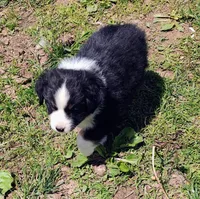Rocky , a male Miniature American Shepherd for sale in Spencer, IN – Photo 6 of 8