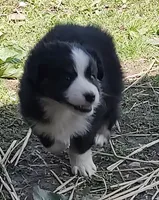 Rocky , a male Miniature American Shepherd for sale in Spencer, IN – Photo 5 of 8