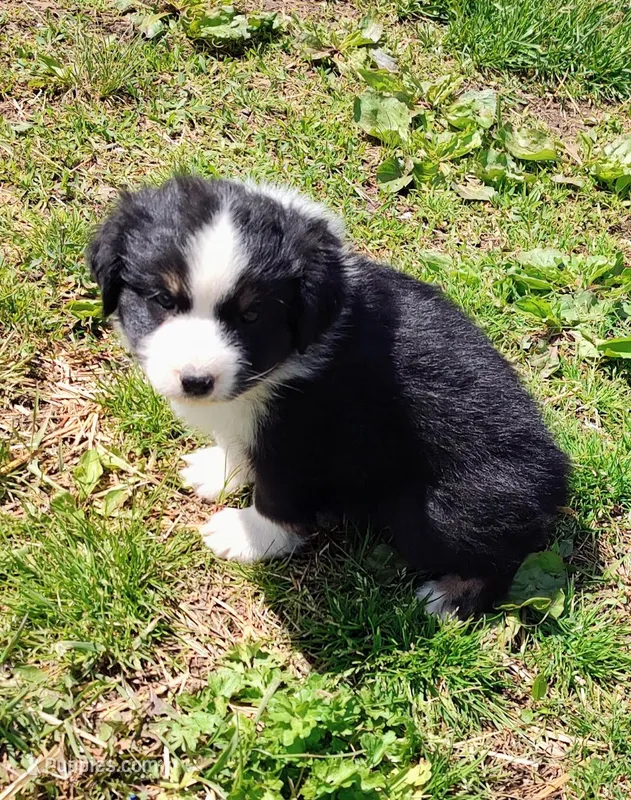 Rocky  – Miniature American Shepherd puppy for sale in Spencer, IN