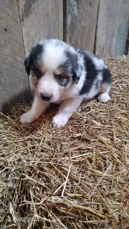 Luke – Australian Shepherd puppy for sale in Spencer, IN