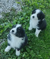 Cole , a male Miniature American Shepherd for sale in Spencer, IN – 6 of 10
