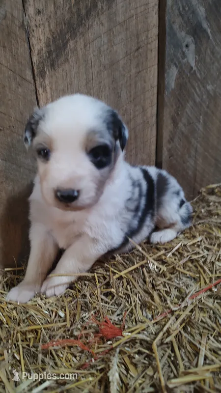 Heath – Australian Shepherd puppy for sale in Spencer, IN