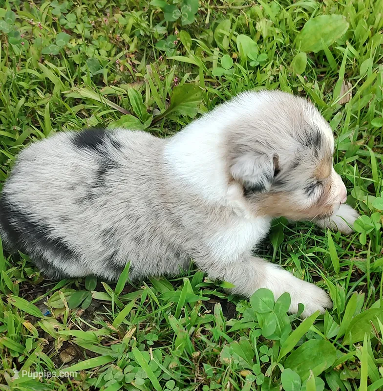 Cookie – Australian Shepherd puppy for sale in Spencer, IN