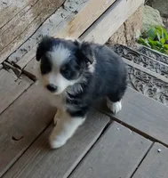 Cole , a male Miniature American Shepherd for sale in Spencer, IN – 5 of 10