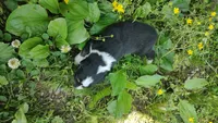 Chr, a male Australian Shepherd for sale in Spencer, IN – 10 of 10