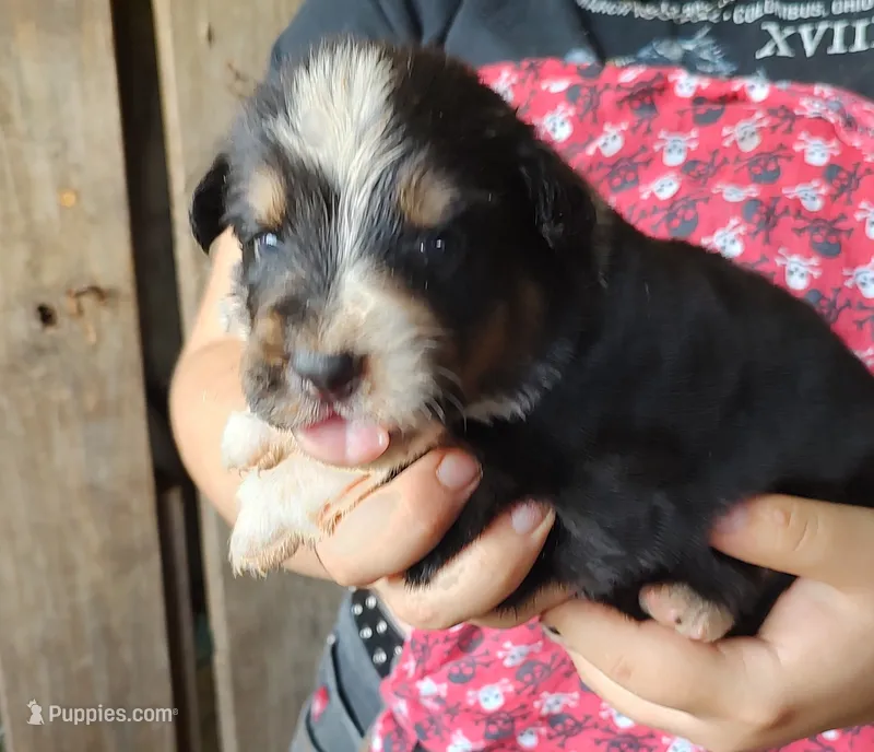 Chr – Australian Shepherd puppy for sale in Spencer, IN