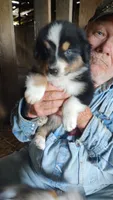Chr, a male Australian Shepherd for sale in Spencer, IN – 2 of 8