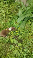 Rusty , a male Australian Shepherd for sale in Spencer, IN – 3 of 10