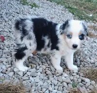 Henry , a male Australian Shepherd for sale in Spencer, IN – 7 of 10