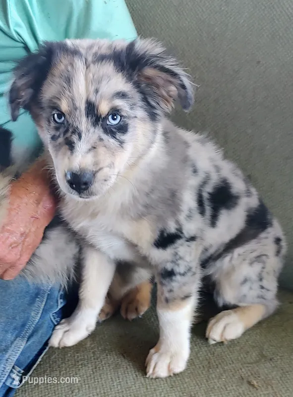 Nikki – Miniature American Shepherd puppy for sale in Spencer, IN