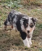 Emma, a female Australian Shepherd for sale in Spencer, IN – 10 of 10