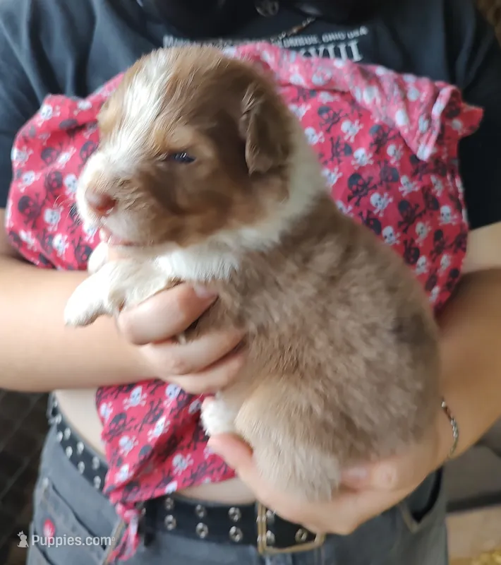 Dusty – Australian Shepherd puppy for sale in Spencer, IN