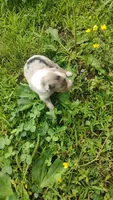 Cookie, a female Australian Shepherd for sale in Spencer, IN – 6 of 10