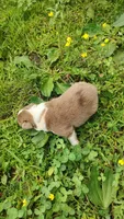 Dusty, a male Australian Shepherd for sale in Spencer, IN – 4 of 10