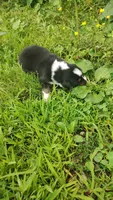Chr, a male Australian Shepherd for sale in Spencer, IN – 3 of 10