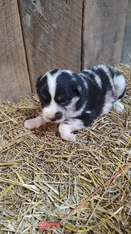 Jay – Australian Shepherd puppy for sale in Spencer, IN