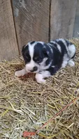 Jay, a male Australian Shepherd for sale in Spencer, IN – 1 of 8