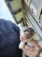 Cookie, a female Australian Shepherd for sale in Spencer, IN – 10 of 10