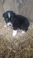 Rocky , a male Australian Shepherd for sale in Spencer, IN – 3 of 6