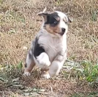 Emma, a female Australian Shepherd for sale in Spencer, IN – 7 of 10