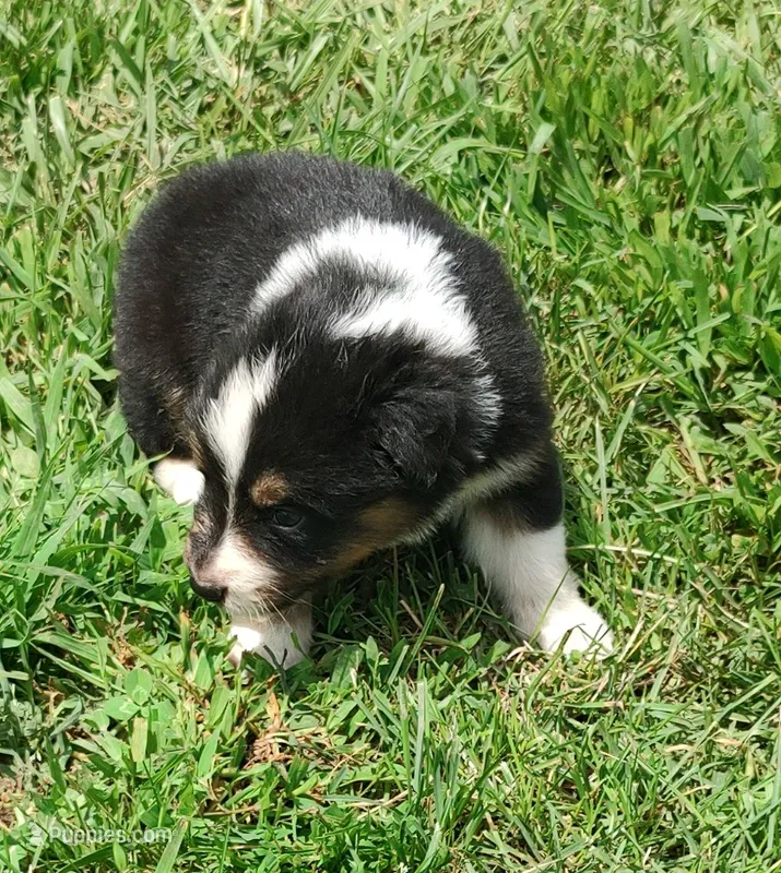 Chr – Australian Shepherd puppy for sale in Spencer, IN