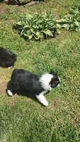 Cole , a male Miniature American Shepherd for sale in Spencer, IN – 10 of 10