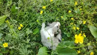 Cookie, a female Australian Shepherd for sale in Spencer, IN – 8 of 10