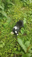 Chr, a male Australian Shepherd for sale in Spencer, IN – 5 of 10