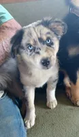 Nikki, a female Miniature American Shepherd for sale in Spencer, IN – 2 of 8