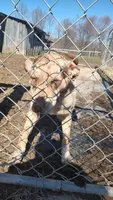 Jeffy, a male Catahoula Leopard Dog for sale in Spencer, IN – Photo 2 of 8