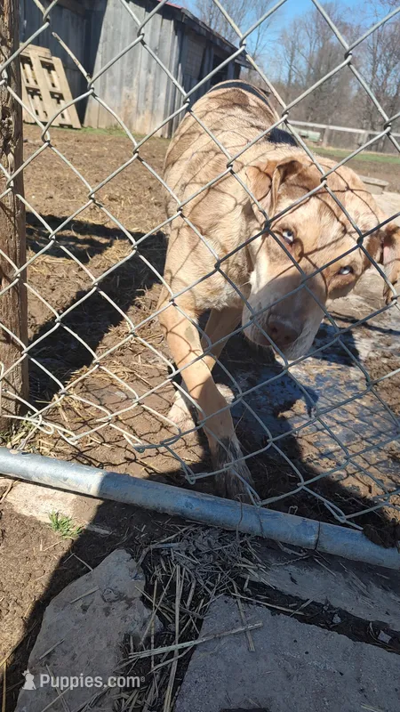 Jeffy – Catahoula Leopard Dog puppy for sale in Spencer, IN