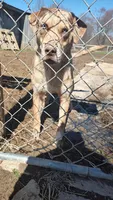 Jeffy, a male Catahoula Leopard Dog for sale in Spencer, IN – Photo 3 of 8