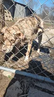 Jeffy, a male Catahoula Leopard Dog for sale in Spencer, IN – Photo 7 of 8