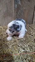 Luke, a male Australian Shepherd for sale in Spencer, IN – 3 of 9