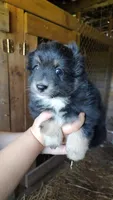 Regal, a female Miniature Australian Shepherd for sale in Spencer, IN – Photo 7 of 8