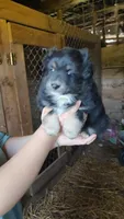 Regal, a female Miniature Australian Shepherd for sale in Spencer, IN – Photo 3 of 8