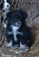 Regal, a female Miniature Australian Shepherd for sale in Spencer, IN – Photo 1 of 8