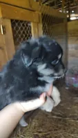 Regal, a female Miniature Australian Shepherd for sale in Spencer, IN – Photo 4 of 8