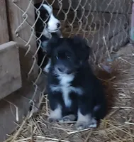 Regal, a female Miniature Australian Shepherd for sale in Spencer, IN – Photo 2 of 8