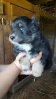 Regal, a female Miniature Australian Shepherd for sale in Spencer, IN – Photo 6 of 8