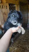 Regal, a female Miniature Australian Shepherd for sale in Spencer, IN – Photo 5 of 8