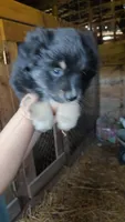 Regal, a female Miniature Australian Shepherd for sale in Spencer, IN – Photo 8 of 8
