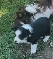 Cole , a male Miniature American Shepherd for sale in Spencer, IN – 3 of 10