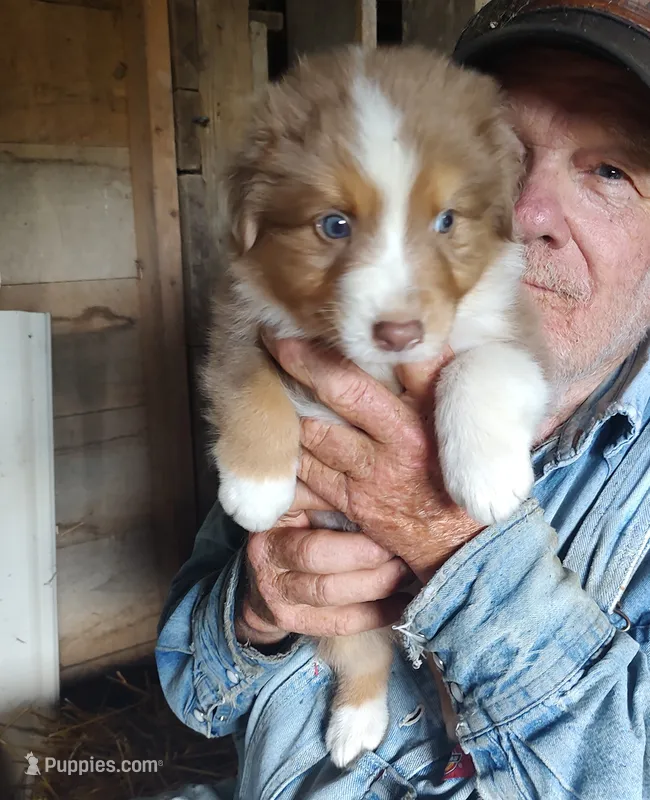 Dusty – Australian Shepherd puppy for sale in Spencer, IN