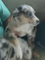 Nikki, a female Miniature American Shepherd for sale in Spencer, IN – 6 of 8