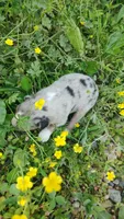 Berrie, a male Australian Shepherd for sale in Spencer, IN – 1 of 8